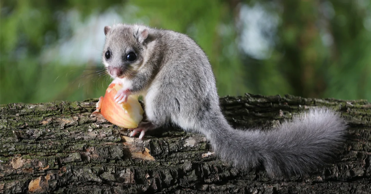 comment se débarrasser d’un loir dans la maison