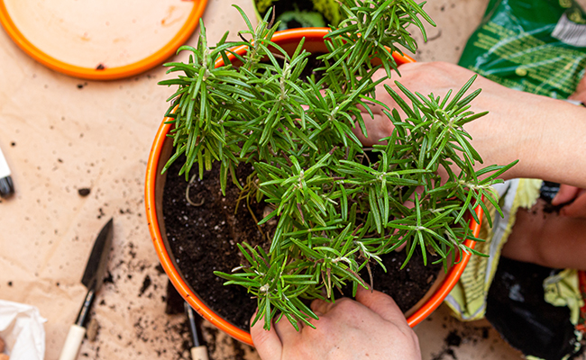 découvrez comment réussir vos boutures de romarin en octobre : conseils pratiques, étapes simples et astuces pour multiplier facilement votre romarin au jardin ou en pot.