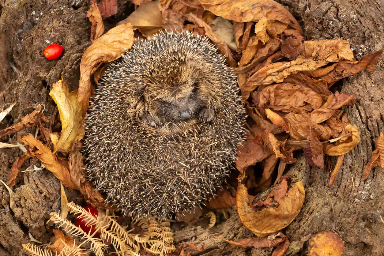 découvrez quelles actions entreprendre pour aider les hérissons à passer l'hiver en toute sécurité. conseils pratiques et astuces pour protéger ces petits animaux pendant la saison froide.