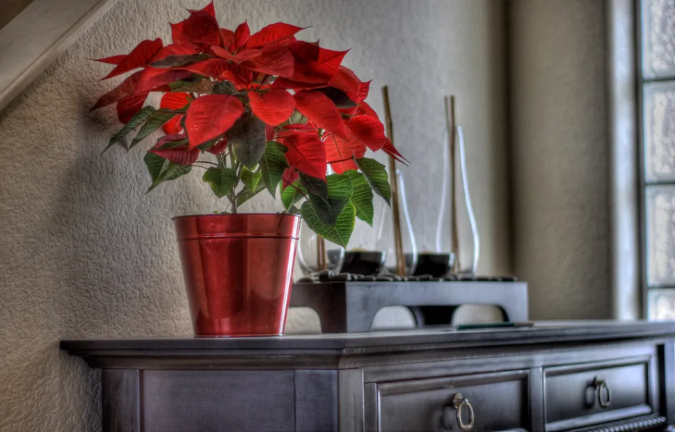 découvrez nos astuces scandinaves pour garder vos plantes d’intérieur éclatantes et en pleine santé durant l’hiver, grâce à des conseils simples et efficaces.