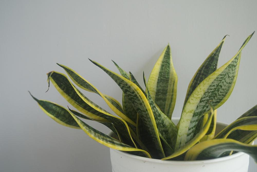 découvrez des astuces scandinaves efficaces pour garder vos plantes d’intérieur éclatantes et en pleine santé tout au long de l’hiver.