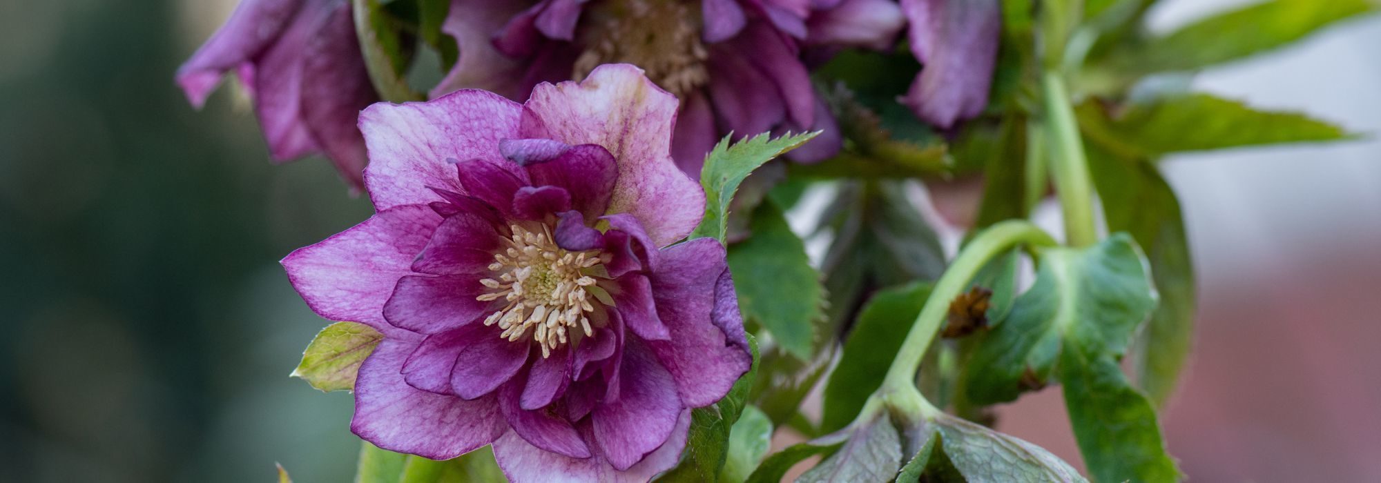 découvrez nos conseils pratiques pour réussir l'hivernage des vivaces : techniques de protection, entretien, astuces pour préserver la santé et la floraison de vos plantes durant l'hiver.