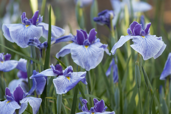 découvrez nos conseils pratiques pour réussir l’hivernage de vos plantes vivaces et les protéger efficacement du froid afin de garantir une belle reprise au printemps.