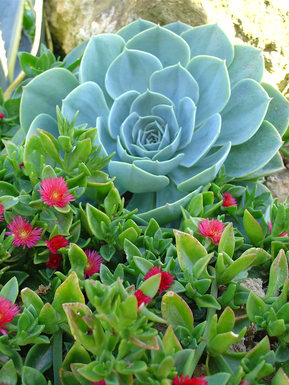 découvrez comment la passion des plantes succulentes peut enrichir vos relations et apporter harmonie et beauté à votre quotidien.