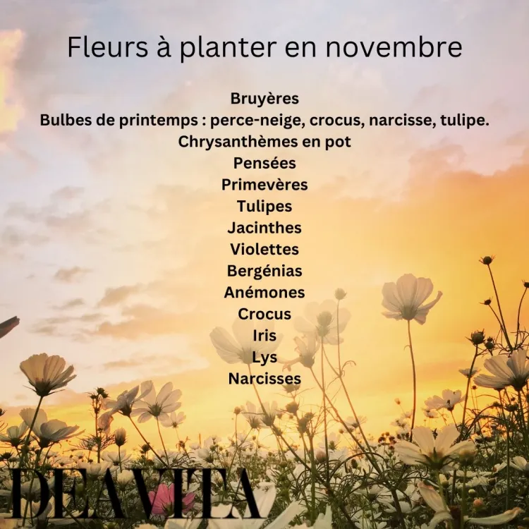 découvrez quelles plantes vivaces fleurissent en novembre et comment les entretenir pour un jardin coloré toute l'année. conseils et idées pour une floraison automnale réussie.