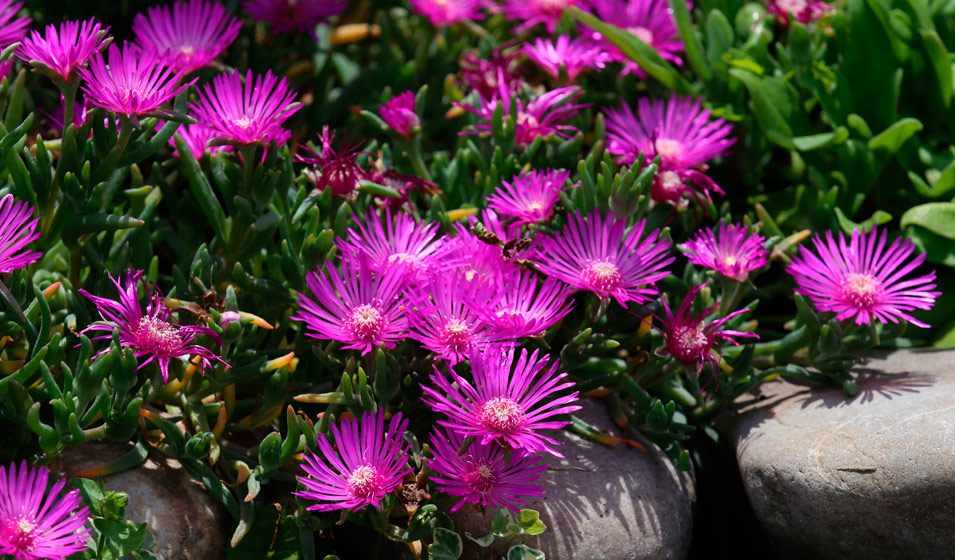 découvrez nos vivaces anti-mauvaises herbes, efficaces dès la première année, pour un jardin sain et sans effort.