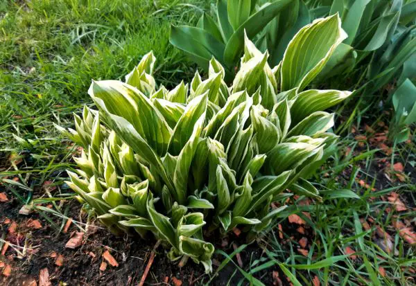 découvrez nos vivaces anti-mauvaises herbes efficaces dès la première année pour un jardin propre et sécurisé sans effort.