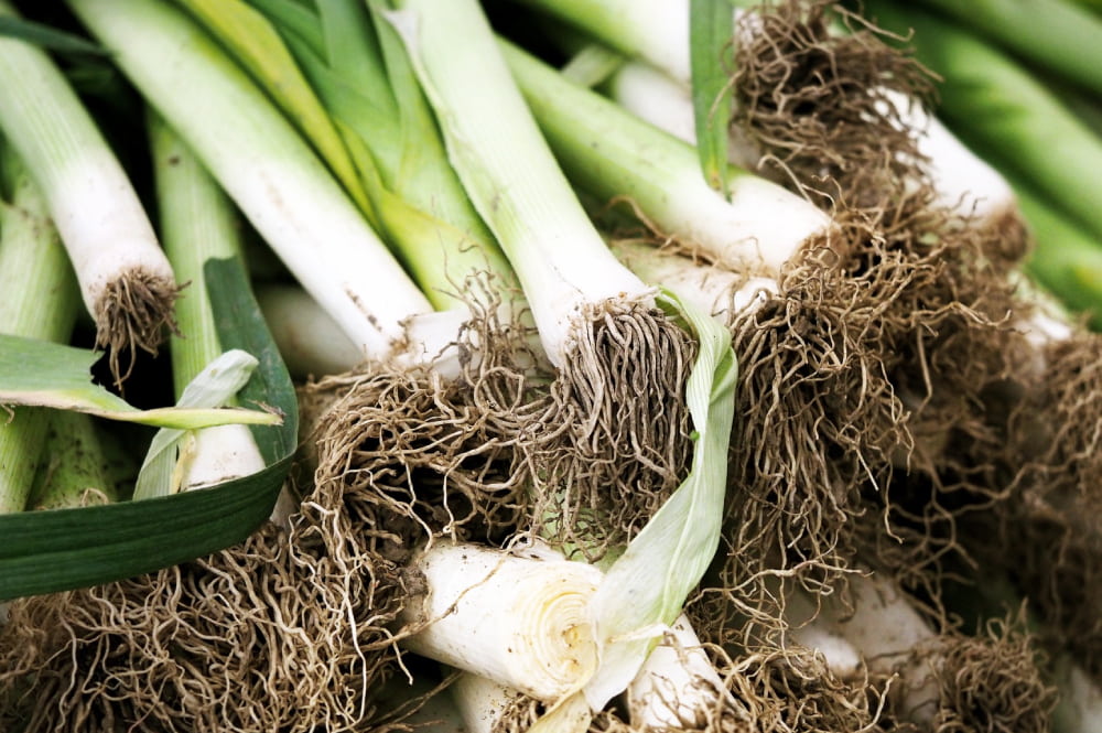 découvrez les principales causes du flétrissement des poireaux et apprenez comment les prévenir pour garder vos légumes frais et sains.