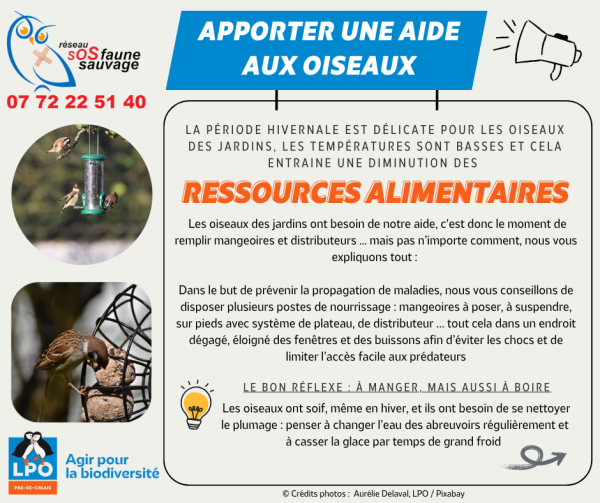 découvrez comment les objets inutilisés affectent la faune hivernale et quelles mesures adopter pour protéger la biodiversité pendant la saison froide.