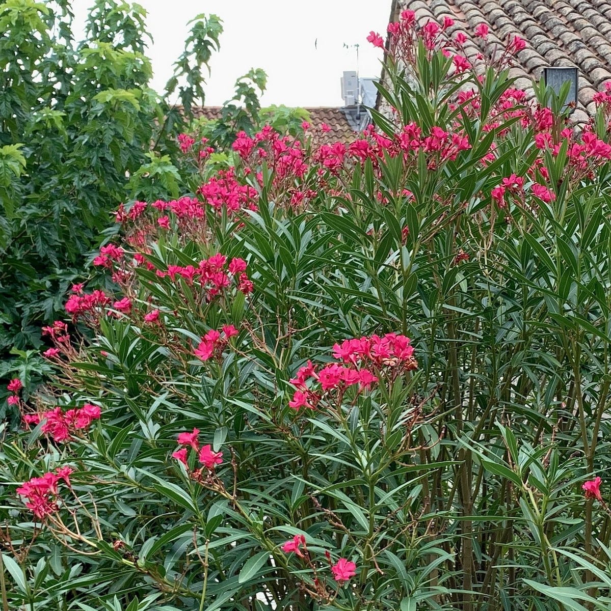 découvrez comment protéger les couleurs éclatantes de votre laurier-rose du froid hivernal grâce à nos conseils pratiques et faciles à appliquer.