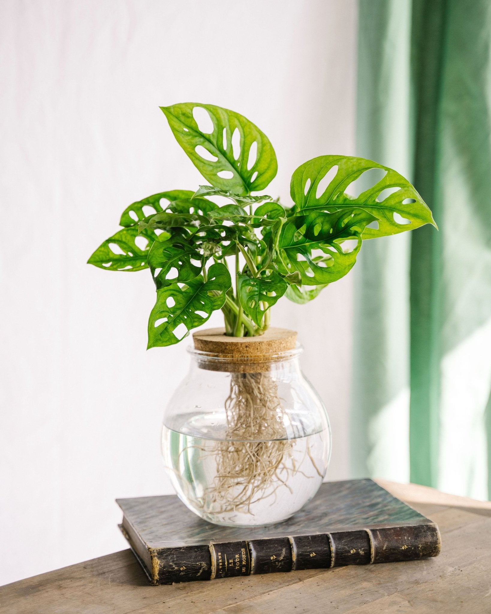 découvrez la vérité derrière le mythe du monstera et les causes du jaunissement de ses feuilles pour mieux prendre soin de vos plantes d'intérieur.