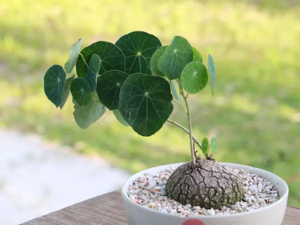 découvrez notre sélection de plantes vertes éclatantes parfaites pour sublimer votre intérieur et apporter une touche de nature lumineuse à votre espace de vie.