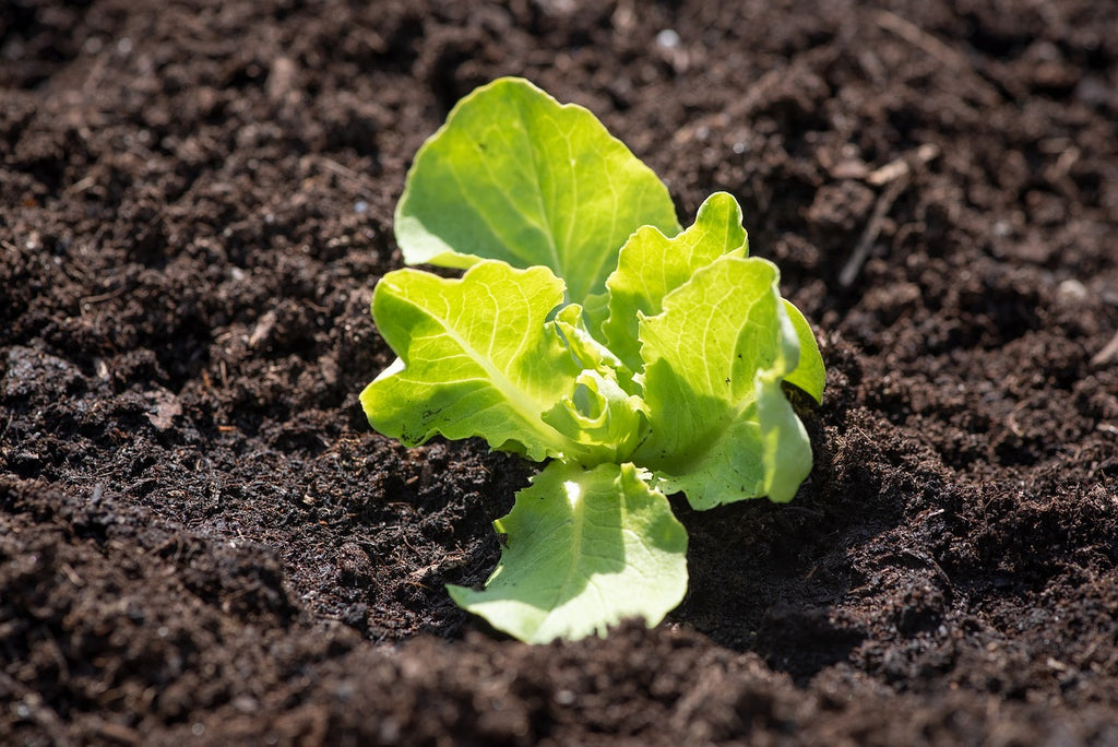 découvrez comment protéger vos plants d'épinards du gel en ajustant la profondeur de plantation pour une meilleure résistance au froid.