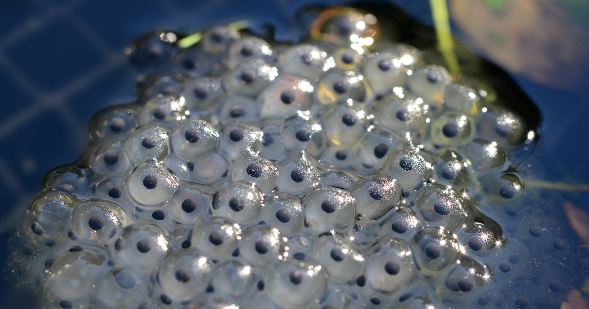 découvrez des méthodes efficaces et naturelles pour protéger vos grenouilles du gel durant l'hiver et assurer leur survie dans votre jardin.