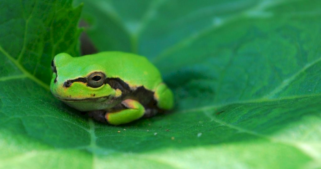 découvrez des méthodes efficaces pour protéger les grenouilles du gel et assurer leur survie durant l'hiver grâce à des astuces simples et naturelles.