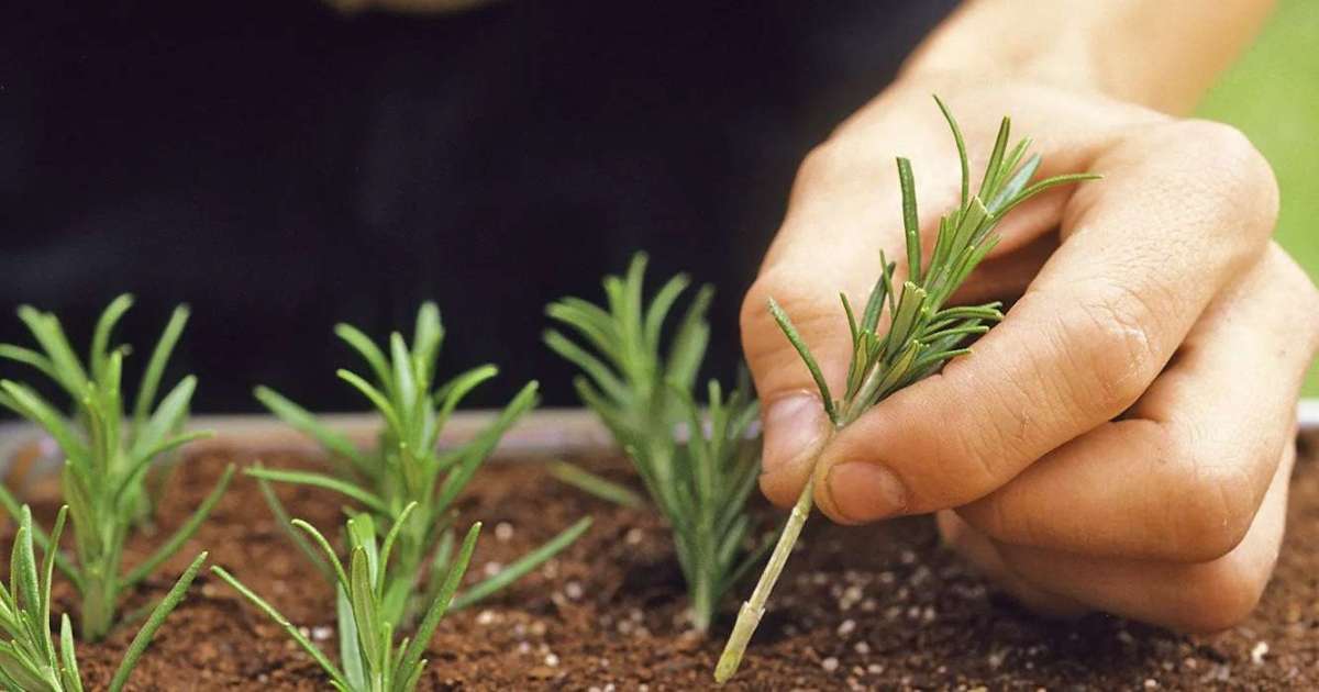 découvrez pourquoi janvier est le mois idéal pour bouturer vos plantes d’intérieur et réussir leur multiplication avec nos conseils pratiques.