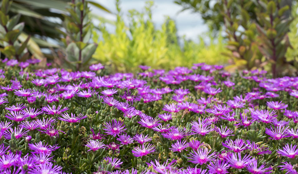 découvrez une plante zéro souci peu populaire, idéale pour embellir votre intérieur sans entretien compliqué. parfaite pour les débutants et les amateurs de plantes discrètes.