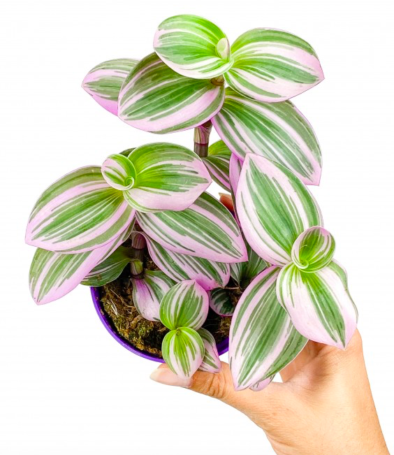 découvrez une plante zéro souci peu populaire, idéale pour embellir votre intérieur sans effort grâce à sa facilité d'entretien et sa résistance.