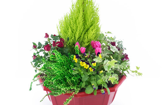 découvrez les meilleures plantes fleuries pour égayer votre intérieur et chasser la déprime post-fêtes grâce à leurs couleurs et leurs bienfaits naturels.