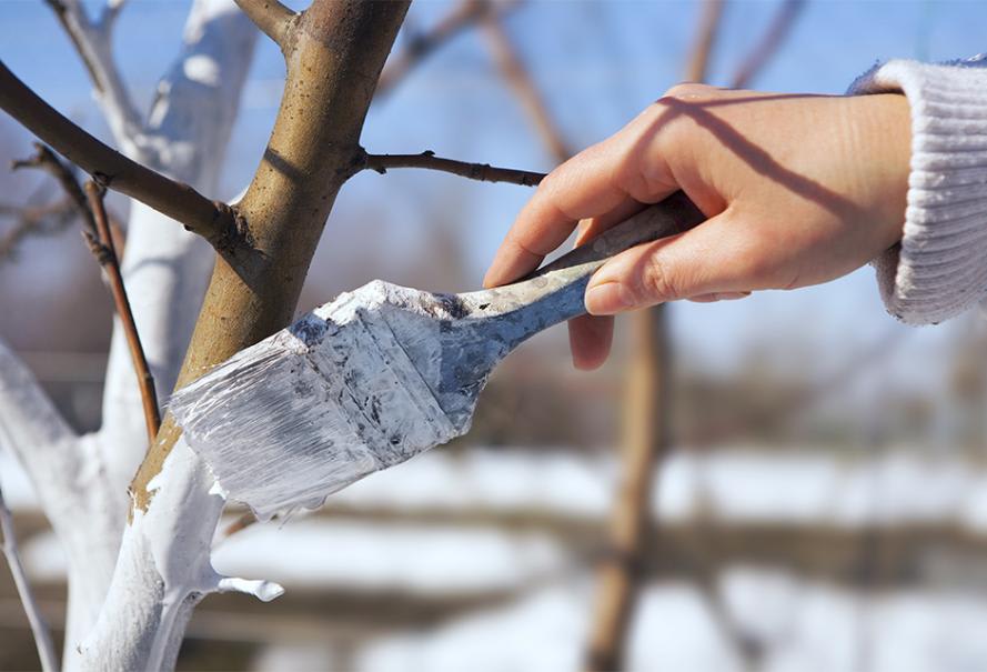 découvrez une technique ancestrale efficace pour protéger et entretenir vos arbres fruitiers pendant l'hiver, assurant une meilleure fructification au printemps.