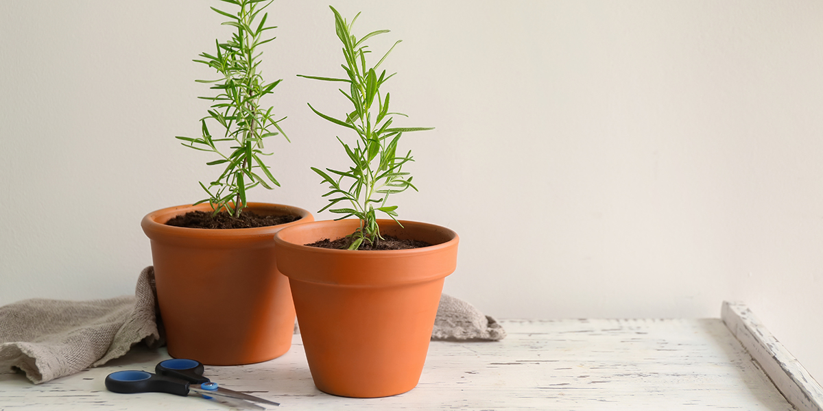 découvrez comment réussir vos boutures de romarin en octobre : conseils pratiques, étapes simples et astuces pour multiplier facilement votre romarin au jardin ou en pot.