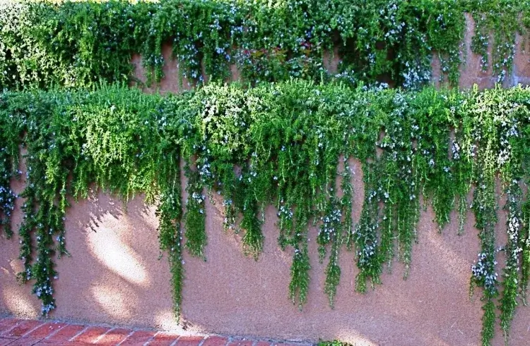 découvrez comment réussir vos boutures de romarin en octobre : conseils simples, étapes clés et astuces pour multiplier facilement votre plante aromatique.