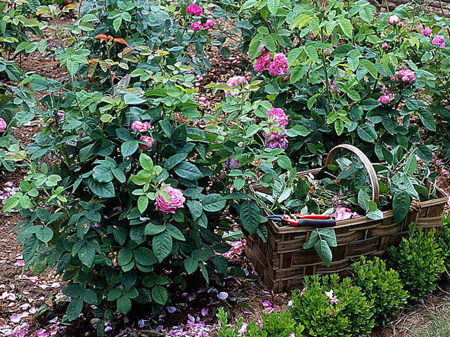 découvrez nos conseils pratiques pour entretenir vos plantes et savoir quoi faire avec les fleurs fanées. astuces de jardinage pour préserver la beauté de votre jardin.
