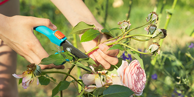 découvrez des conseils pratiques pour prendre soin de vos fleurs fanées, apprendre à les raviver ou à les utiliser pour décorer votre intérieur de façon originale.