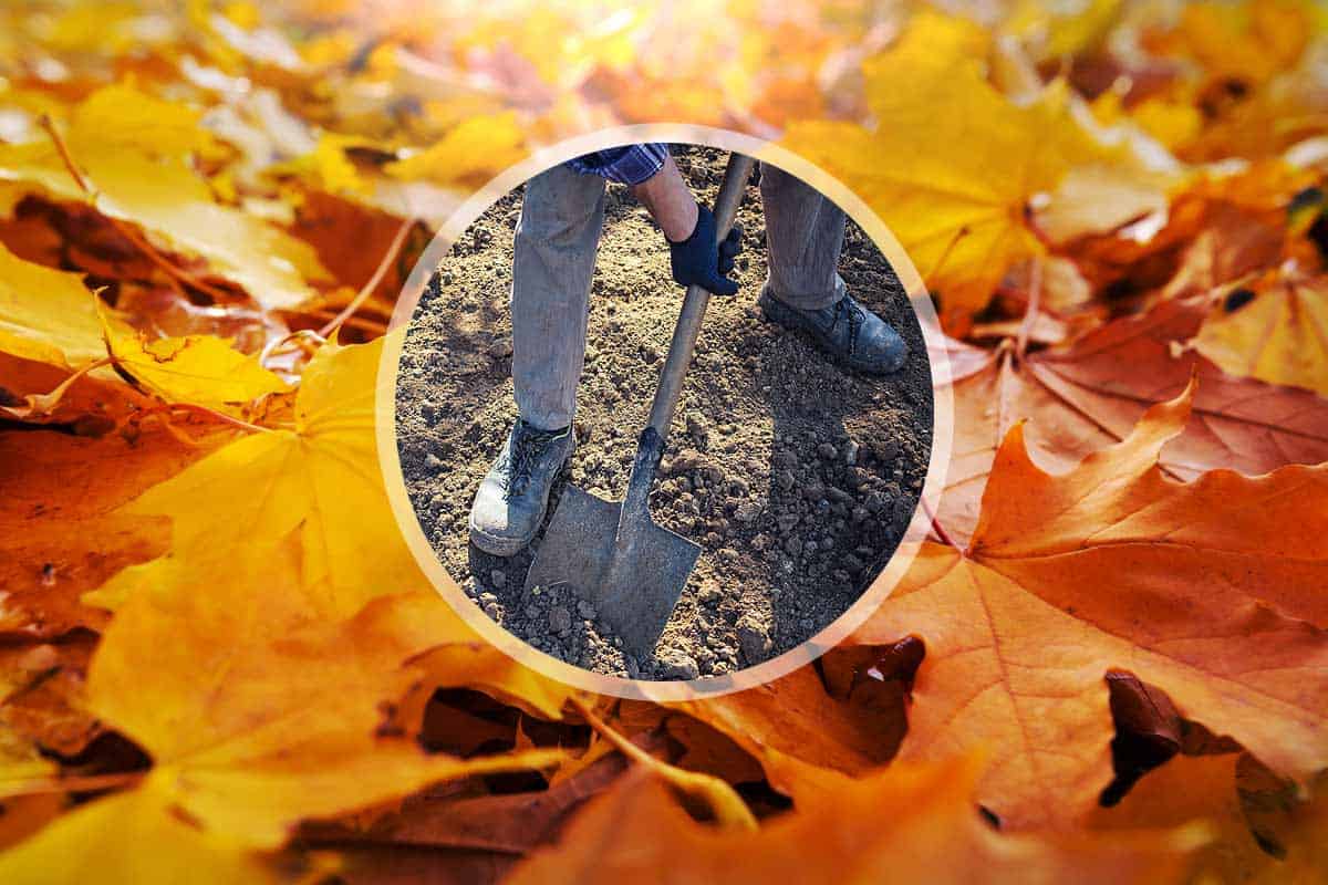 découvrez les erreurs automnales courantes que font les jardiniers et apprenez comment les éviter pour préparer votre jardin à l'hiver et assurer une belle reprise au printemps.