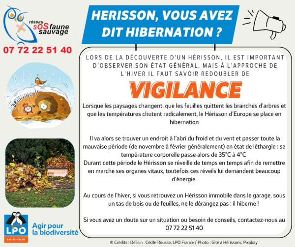 découvrez quelles actions adopter pour aider les hérissons à survivre durant l'hiver. conseils simples et efficaces pour protéger ces petits animaux dans votre jardin.