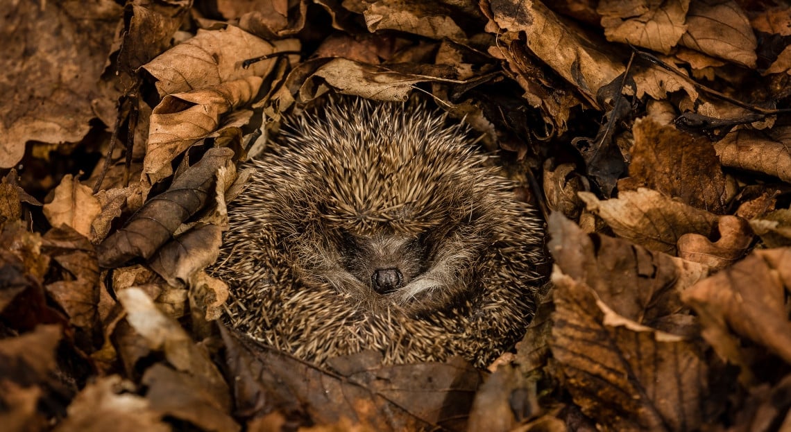découvrez comment aménager un refuge pour hérissons durant l’hiver et leur offrir un abri sûr contre le froid et les prédateurs. conseils pratiques et astuces pour protéger ces petits animaux au jardin.