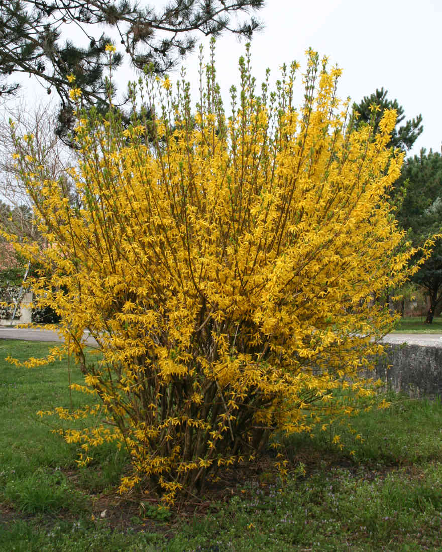 découvrez nos conseils et techniques pour tailler vos arbustes en octobre afin de favoriser leur croissance et leur floraison. guide pratique pour réussir la taille automnale de vos plantes de jardin.