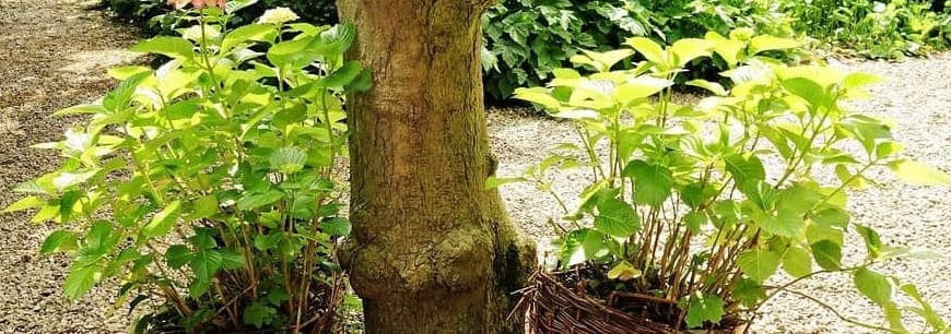 découvrez comment tailler vos arbustes en octobre : conseils pratiques, meilleures techniques et erreurs à éviter pour assurer une belle floraison et une croissance harmonieuse au printemps.