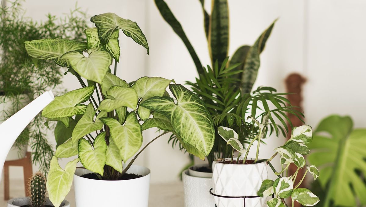 découvrez nos astuces scandinaves pour garder vos plantes d’intérieur éclatantes et en pleine santé tout l’hiver, malgré les conditions froides et le manque de lumière.