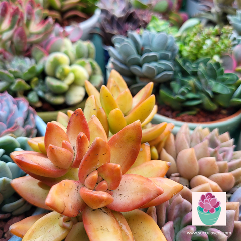 découvrez comment la passion pour les plantes succulentes peut enrichir vos relations et créer des liens authentiques autour d'un amour commun pour la nature.