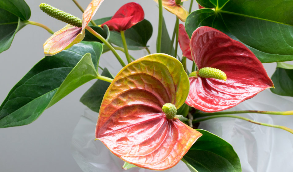 découvrez les meilleures plantes anti-humidité pour salle de bain, idéales pour purifier l'air et réduire l'humidité tout en décorant votre espace.
