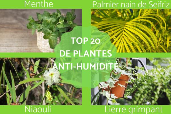 découvrez les meilleures plantes anti-humidité pour salle de bain, idéales pour absorber l'excès d'humidité et améliorer la qualité de l'air de votre intérieur.