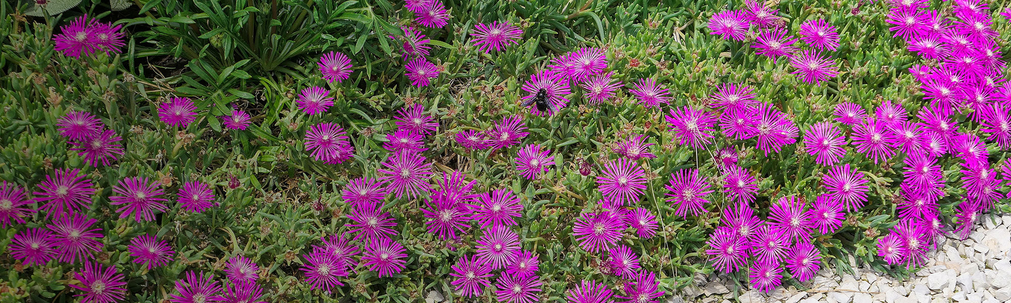 découvrez notre sélection de plantes robustes à moins de 30 €, idéales pour un jardin coloré toute l’année. ajoutez facilement de la gaieté et de la fraîcheur à votre espace extérieur sans dépasser votre budget.