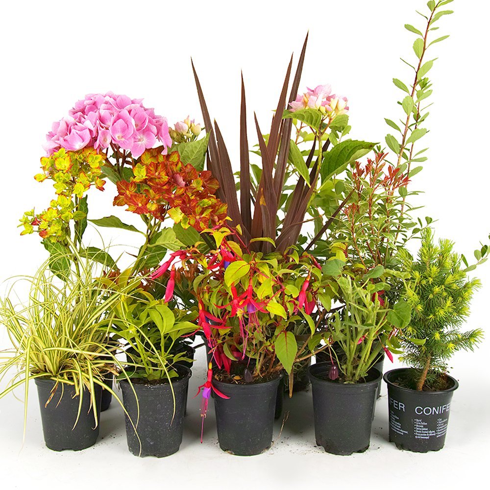 découvrez notre sélection de plantes robustes à moins de 30 €, idéales pour un jardin coloré toute l’année. apportez beauté et diversité à petit prix !