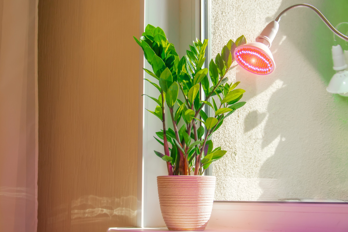 découvrez comment identifier les signaux des plantes d’intérieur en automne et adoptez les gestes essentiels pour en prendre soin durant cette saison.