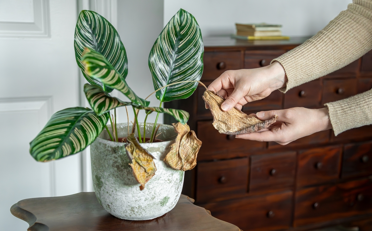 découvrez les signaux que vos plantes d’intérieur envoient en automne et adoptez les gestes essentiels pour les garder en bonne santé tout au long de la saison.