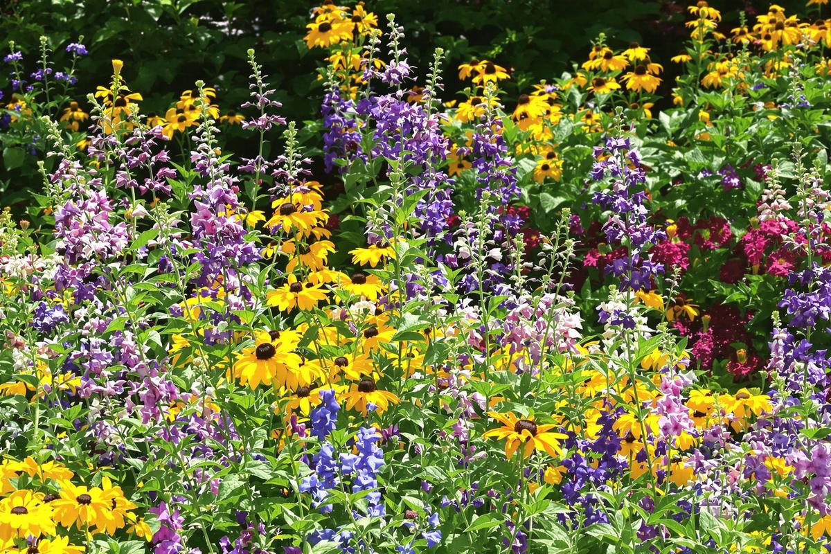 découvrez quand et comment tailler vos fleurs vivaces avant l'arrivée du froid pour protéger vos plantes et assurer une belle floraison au printemps prochain. conseils pratiques et astuces de jardinier.