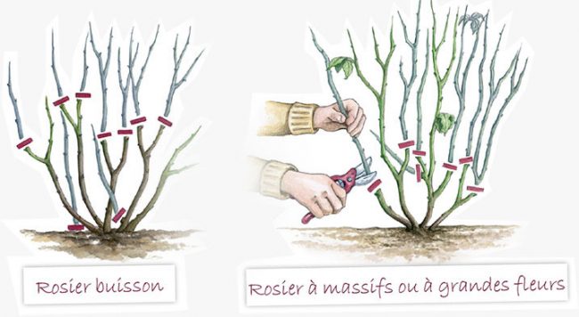 découvrez pourquoi et comment tailler vos fleurs vivaces avant l'arrivée du froid pour préserver leur santé et favoriser une belle floraison au printemps.