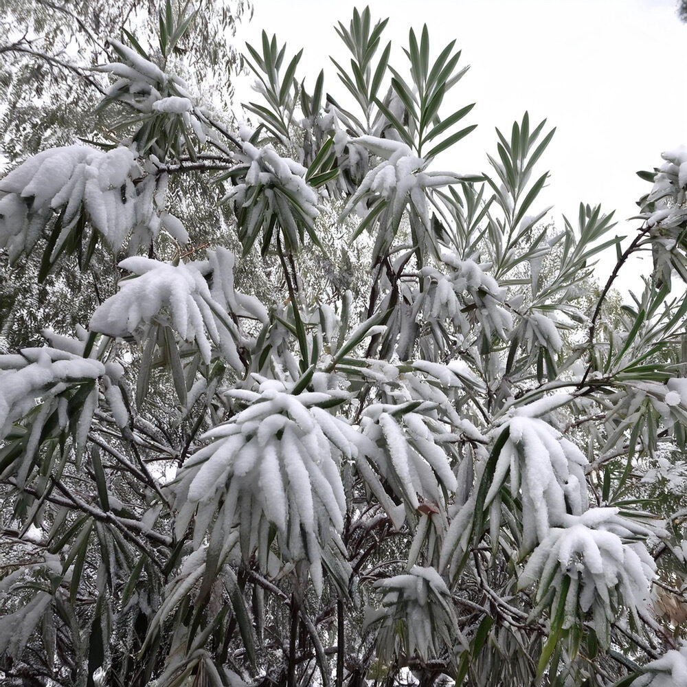 découvrez comment protéger le laurier-rose du froid pour préserver l'éclat de ses couleurs tout au long de l'hiver.