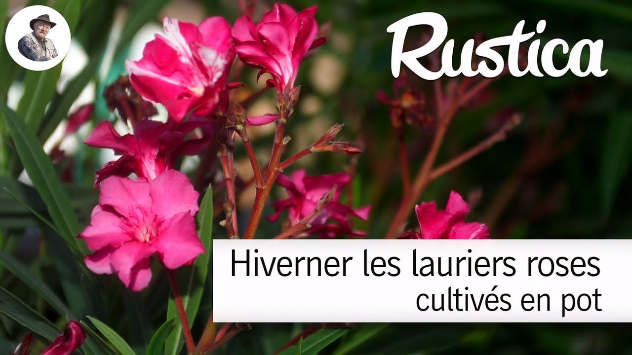découvrez comment protéger les couleurs éclatantes de votre laurier-rose pendant les périodes de froid grâce à nos conseils pratiques et efficaces.