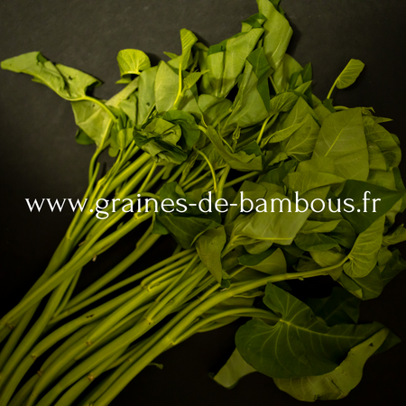 découvrez comment protéger vos plants d'épinards du gel en utilisant la profondeur de plantation adéquate pour assurer leur croissance optimale et éviter les dommages causés par le froid.