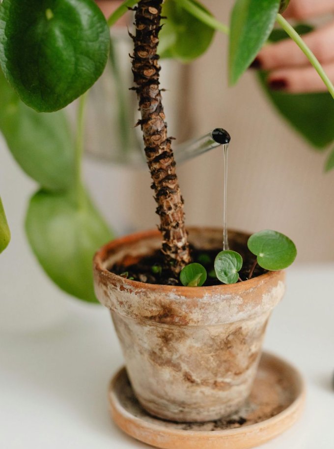 apprenez les meilleures techniques d'arrosage d'hiver pour garder vos plantes en santé tout au long de la saison froide.