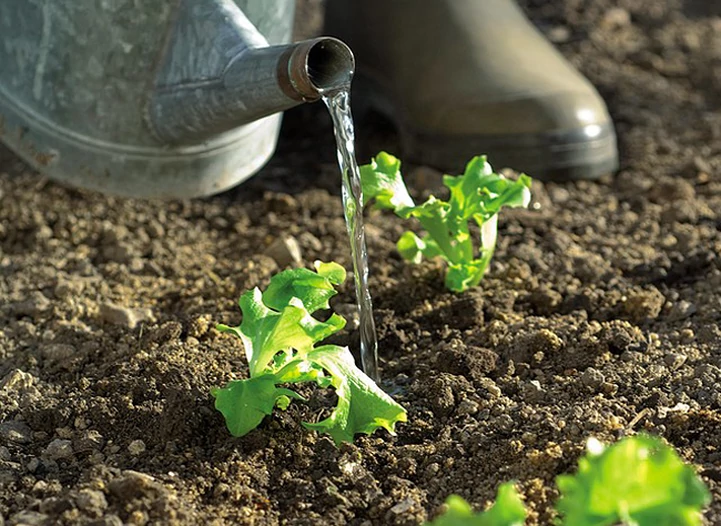 découvrez nos conseils d'arrosage d'hiver pour garder vos plantes en santé toute la saison froide.