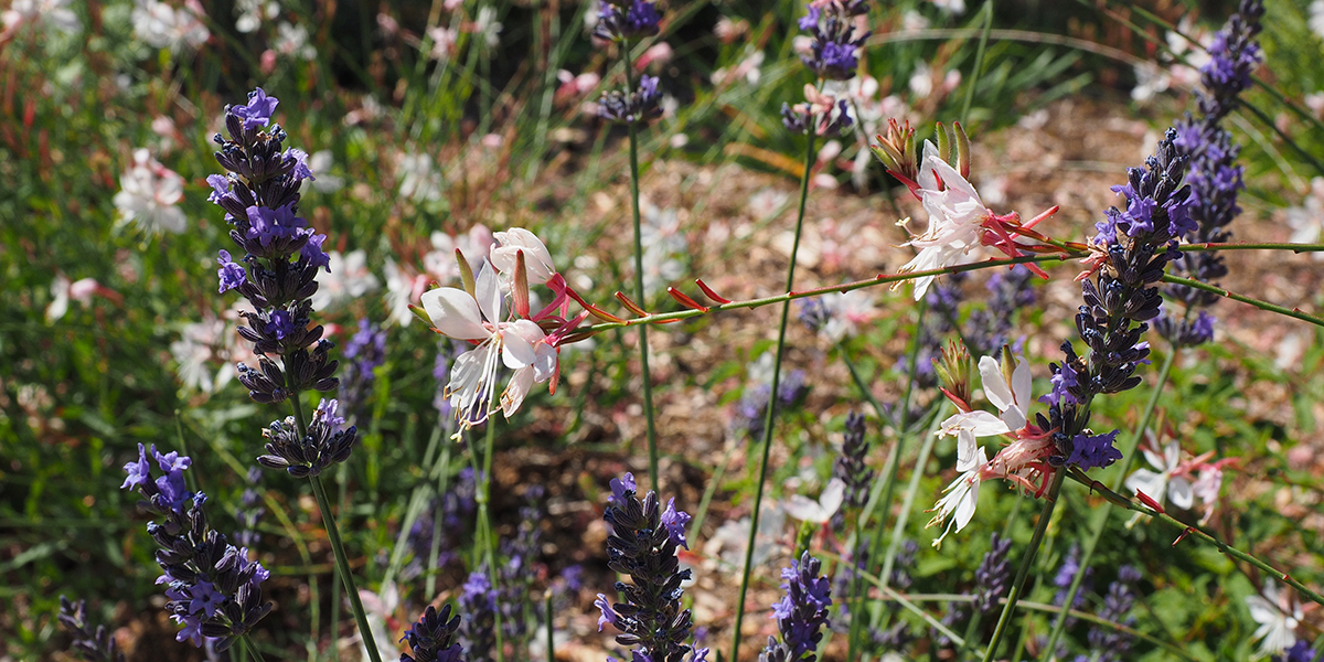 découvrez les meilleures plantes fleuries pour égayer votre intérieur et chasser la déprime après les fêtes. apportez couleur et bien-être à votre quotidien grâce à nos conseils.